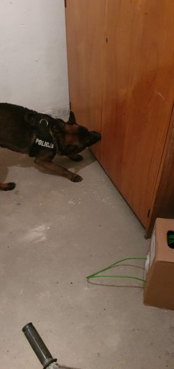 Pies służbowy, przeszkolony do wykrywania zapachów wskazuje kolejne miejsce ukrycia zabronionych substancji